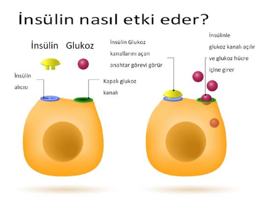 nslin Direnci Nedir